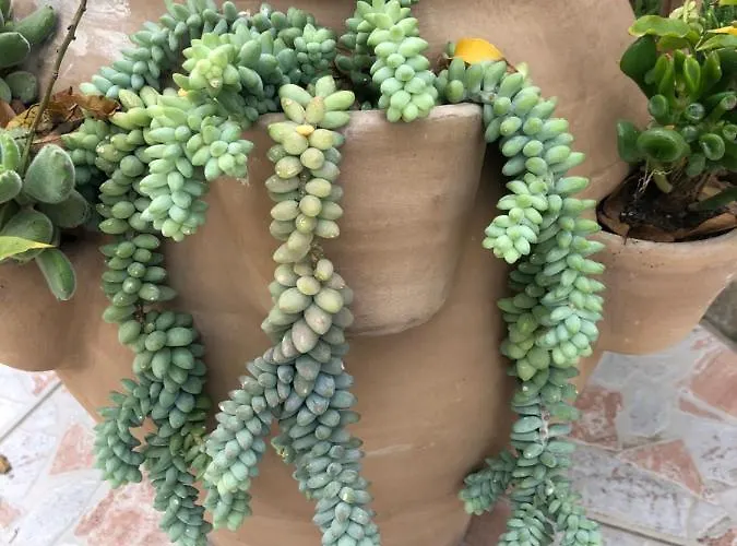 Panzió Rosa Dei Venti 3*